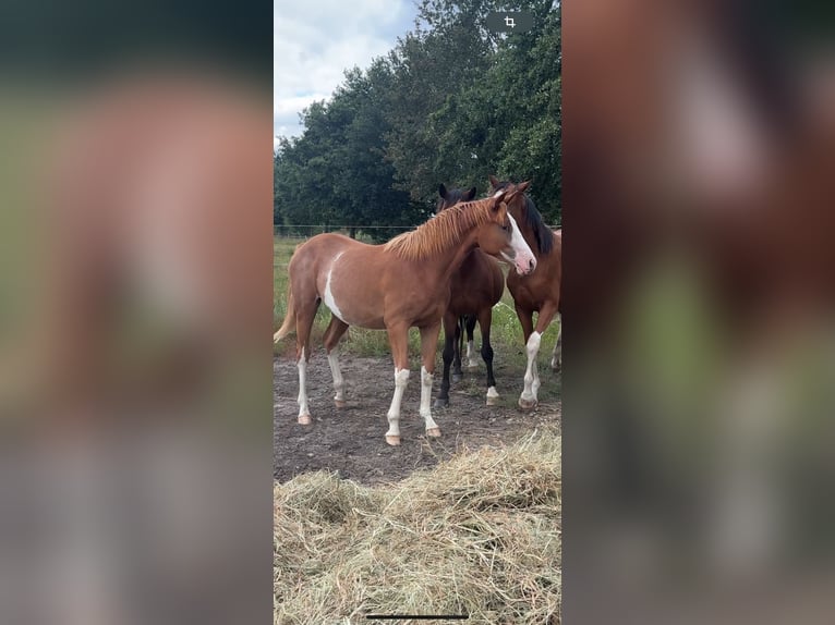 Trakehner Mare 2 years 15,2 hh Chestnut-Red in Falkensee