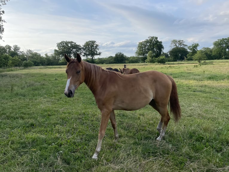 Trakehner Mare 2 years 15,3 hh Chestnut-Red in Vechta