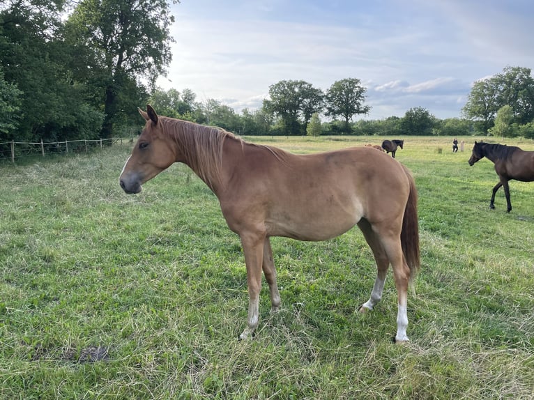 Trakehner Mare 2 years 15,3 hh Chestnut-Red in Vechta