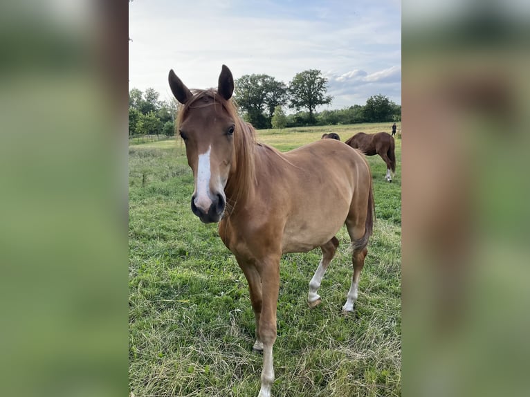 Trakehner Mare 2 years 15,3 hh Chestnut-Red in Vechta