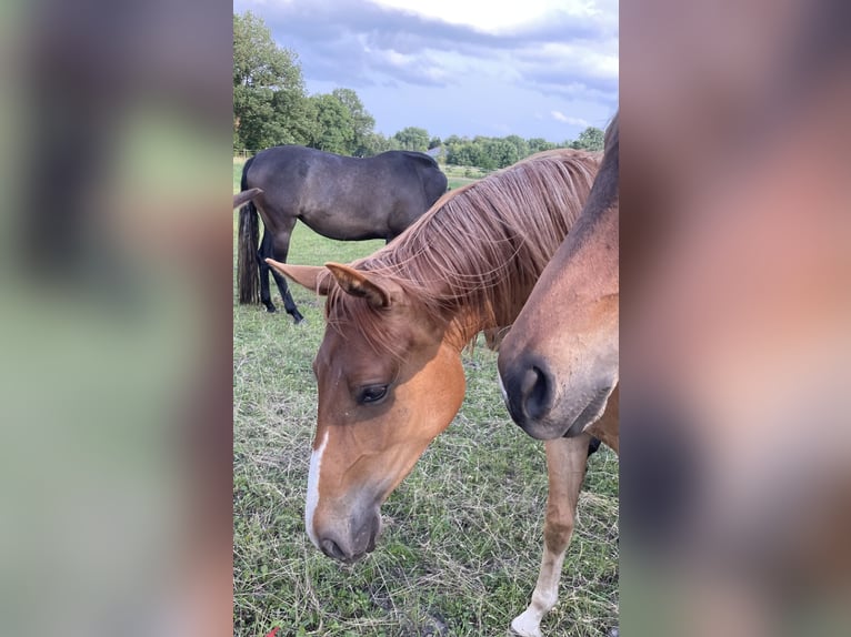Trakehner Mare 2 years 15,3 hh Chestnut-Red in Vechta