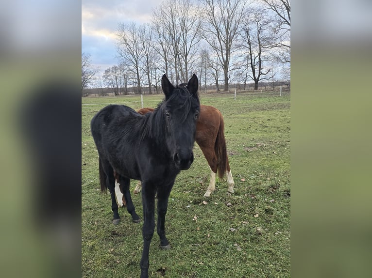 Trakehner Mare 2 years 16,1 hh Black in Sperenberg