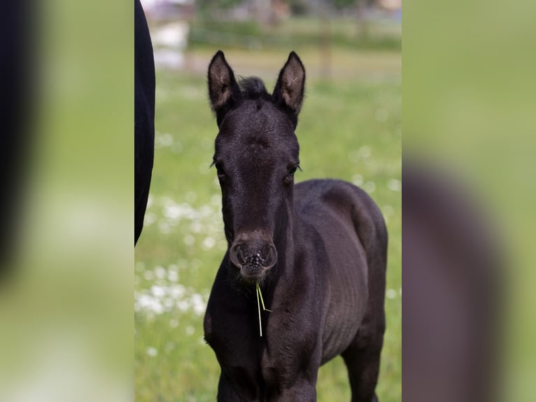 Trakehner Mare 2 years 16,1 hh Black in Sperenberg