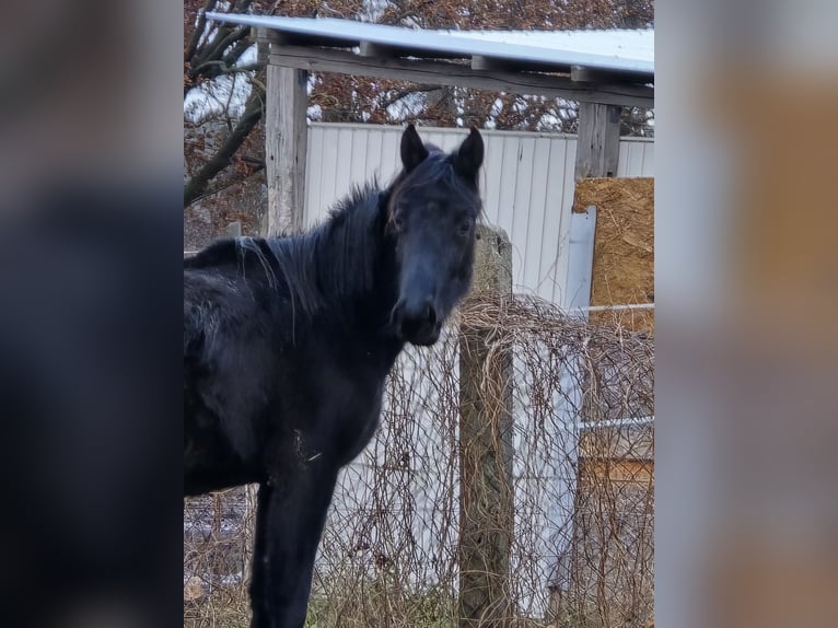 Trakehner Mare 2 years 16,1 hh Black in Sperenberg