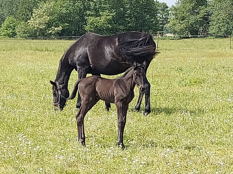 Trakehner Mare 2 years 16,1 hh Black in Sperenberg