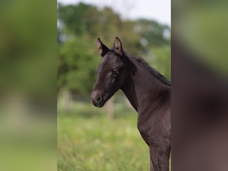 Trakehner Mare 2 years 16,1 hh Black in Sperenberg