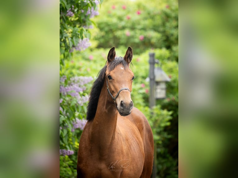 Trakehner Mare 2 years 16.1 hh Brown in Wenningstedt