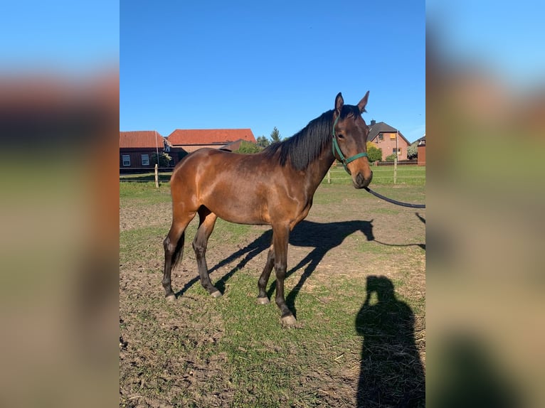 Trakehner Mare 2 years 16.1 hh  in Wittingen