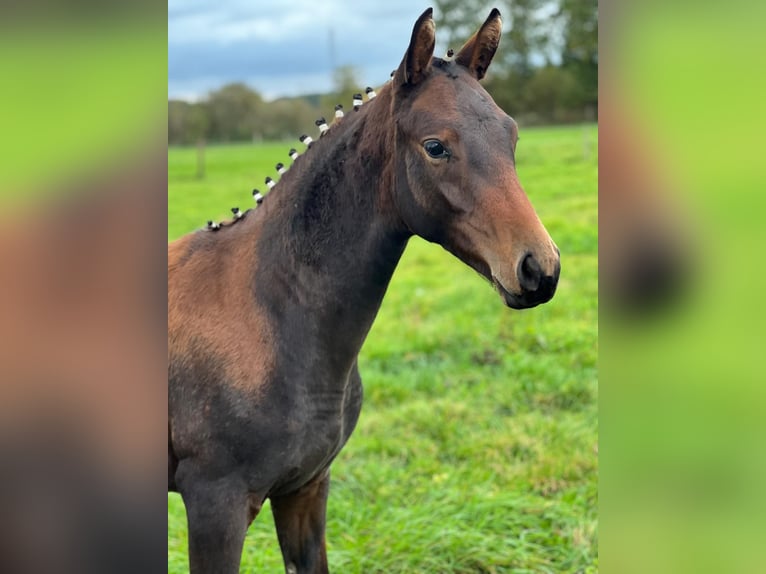 Trakehner Mare 2 years 16.1 hh  in Wittingen