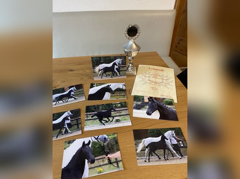 Trakehner Mare 2 years 16,1 hh Gray in Sankt Michael