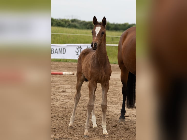 Trakehner Mare 2 years 16,2 hh Brown in Ladenthin