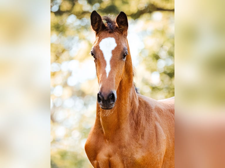 Trakehner Mare 2 years 16.2 hh Brown in Burgstädt