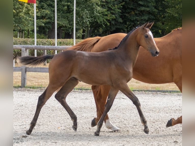 Trakehner Mare 2 years 16.2 hh Brown in Burgstädt