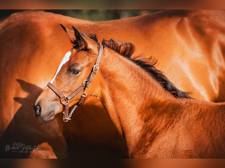 Trakehner Mare 2 years 16.2 hh Brown in Burgstädt