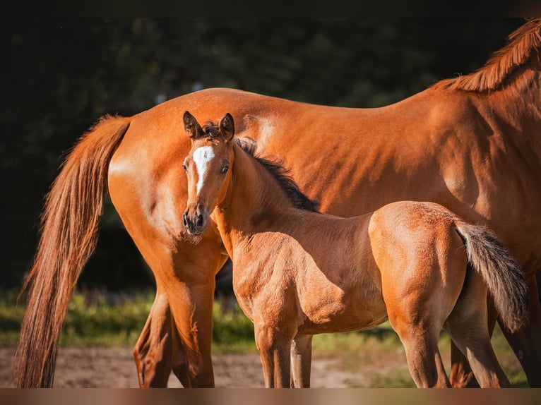 Trakehner Mare 2 years 16.2 hh Brown in Burgstädt