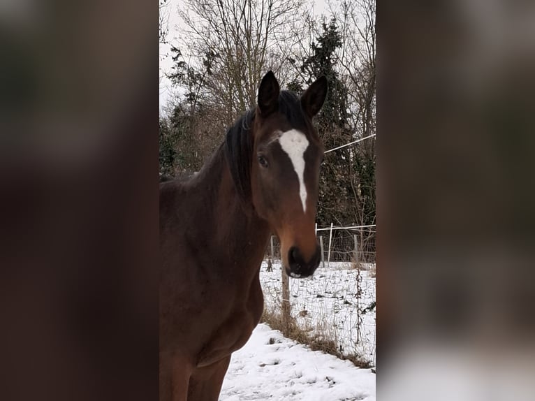 Trakehner Mare 2 years 16.2 hh Brown in Burgstädt