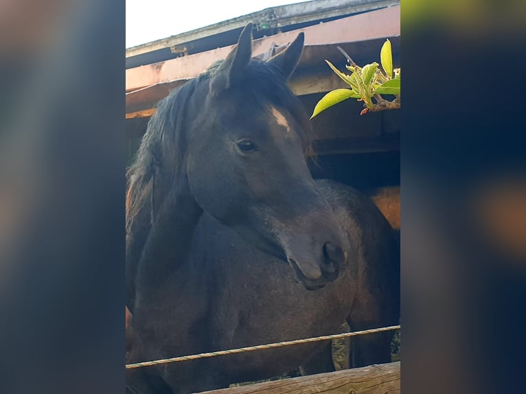 Trakehner Mare 2 years 16.2 hh Grey-Dark-Tan in Nellingen-Aichen