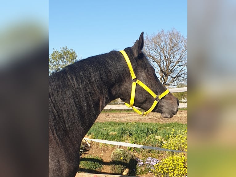 Trakehner Mare 2 years 16.2 hh Grey-Dark-Tan in Nellingen-Aichen