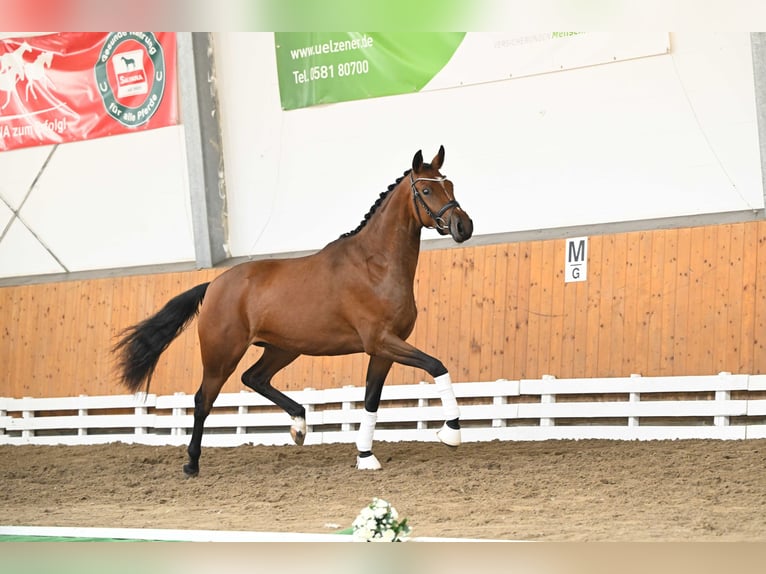 Trakehner Mare 2 years 16 hh Brown in Bismarck