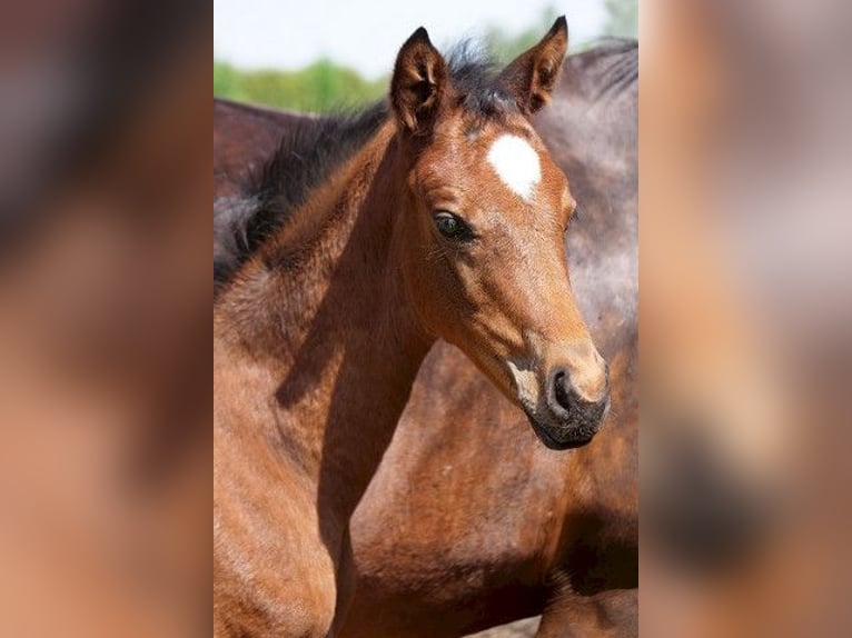 Trakehner Mare 2 years 16 hh Brown in Gerstetten