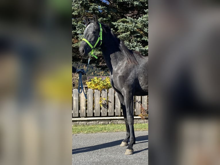 Trakehner Mare 2 years 16 hh Gray in Sankt Michael  im Lungau
