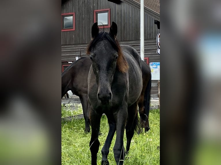Trakehner Mare 2 years 16 hh Gray in Sankt Michael  im Lungau