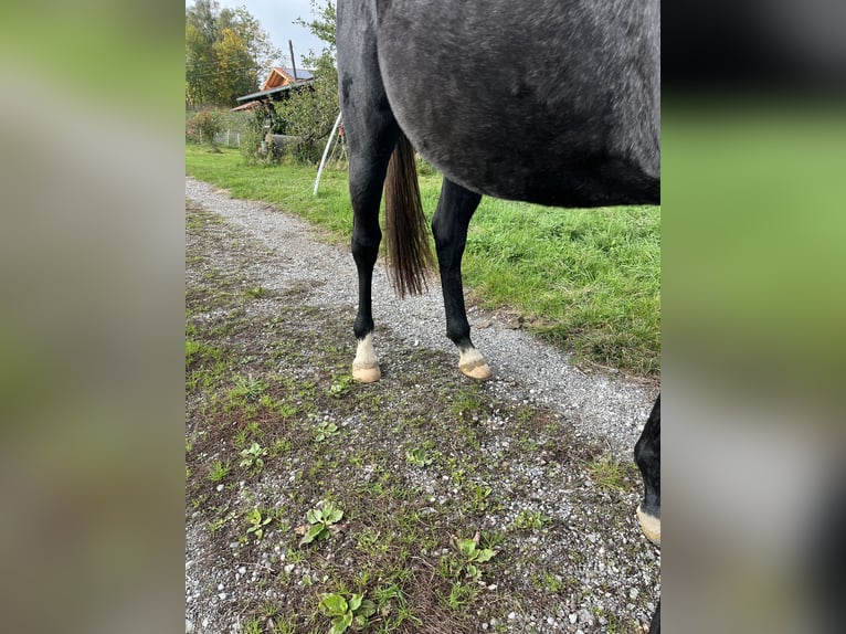Trakehner Mare 2 years 16 hh Grey-Dapple in Murnau am Staffelsee