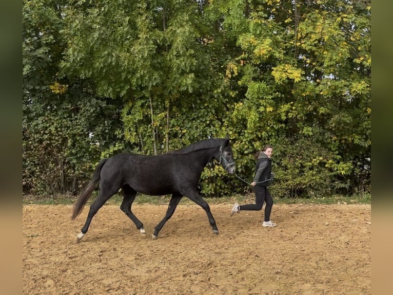 Trakehner Mare 2 years 16 hh Grey-Dapple in Murnau am Staffelsee
