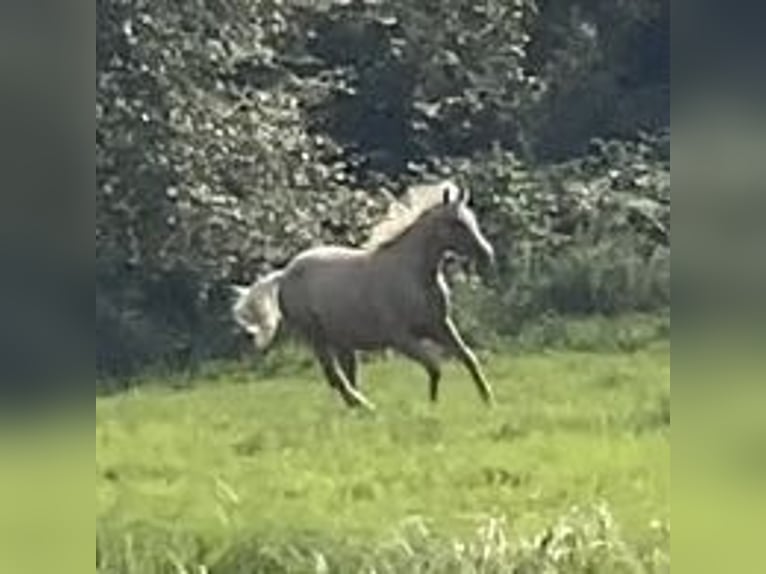 Trakehner Mare 2 years 16 hh Palomino in Schwarzenbek