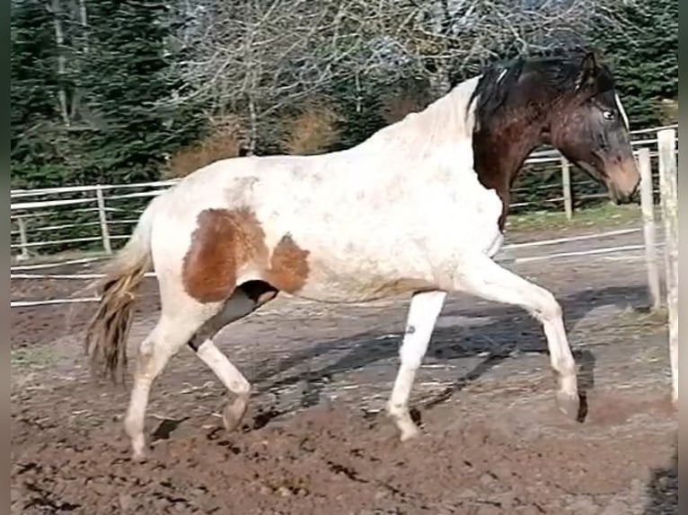Trakehner Mare 2 years 16 hh Pinto in Abtsgmünd