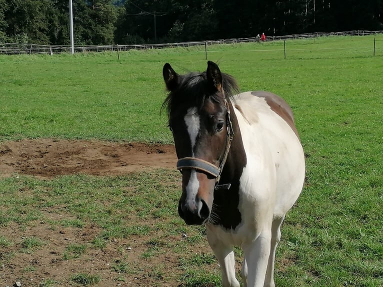 Trakehner Mare 2 years 16 hh Pinto in Abtsgmünd