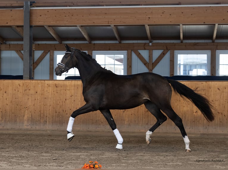Trakehner Mare 2 years 16,1 hh Bay-Dark in Tasdorf