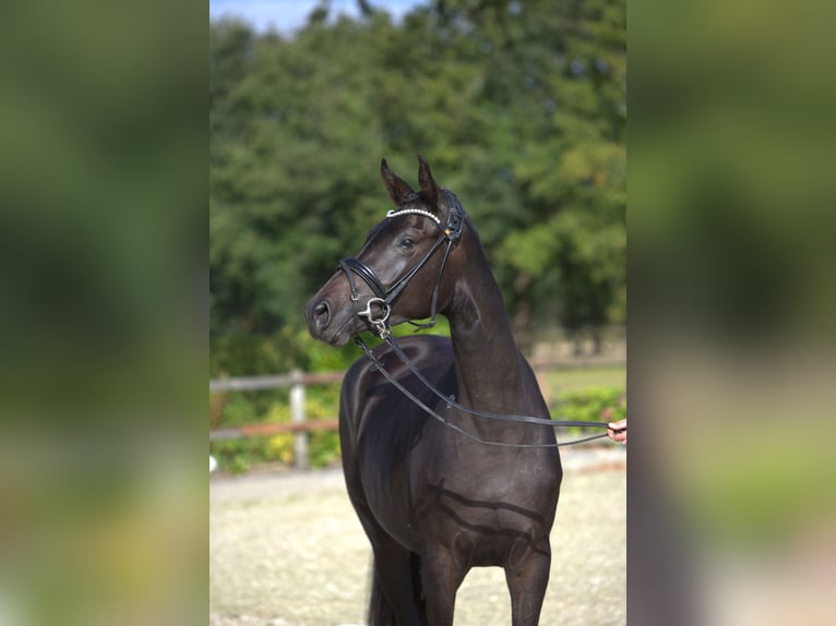 Trakehner Mare 2 years 16,1 hh Bay-Dark in Selk