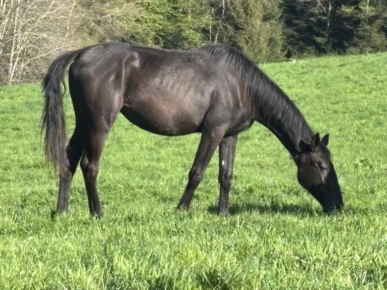 Trakehner Mare 2 years 16,1 hh Black in Nümbrecht
