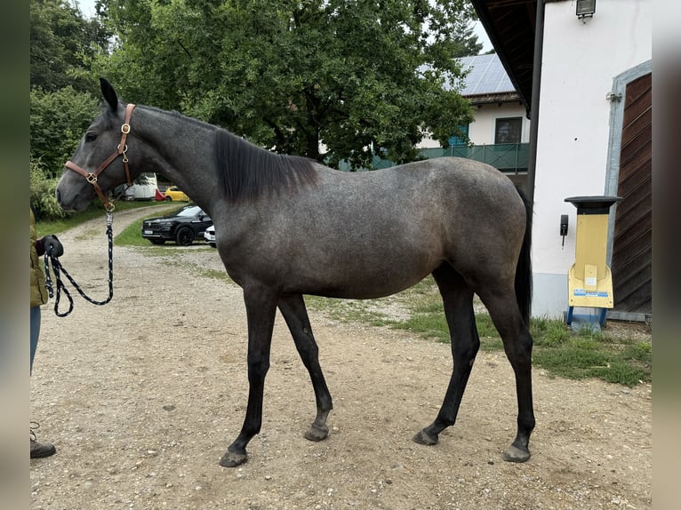 Trakehner Mare 2 years 16,1 hh Grey-Dark-Tan in Rohrbach