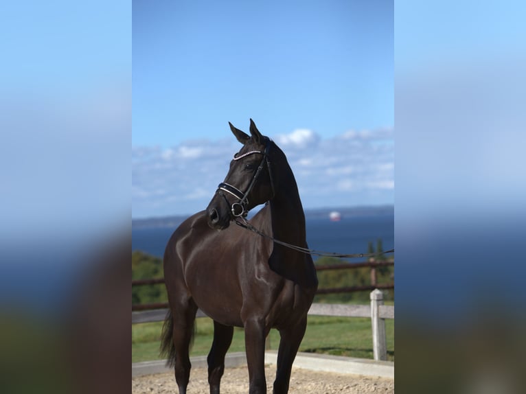 Trakehner Mare 2 years 16,1 hh Smoky-Black in B&#xF8;rkop