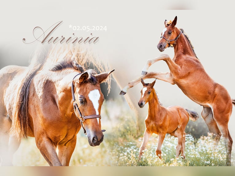 Trakehner Mare 2 years 16,2 hh Brown in Burgstädt