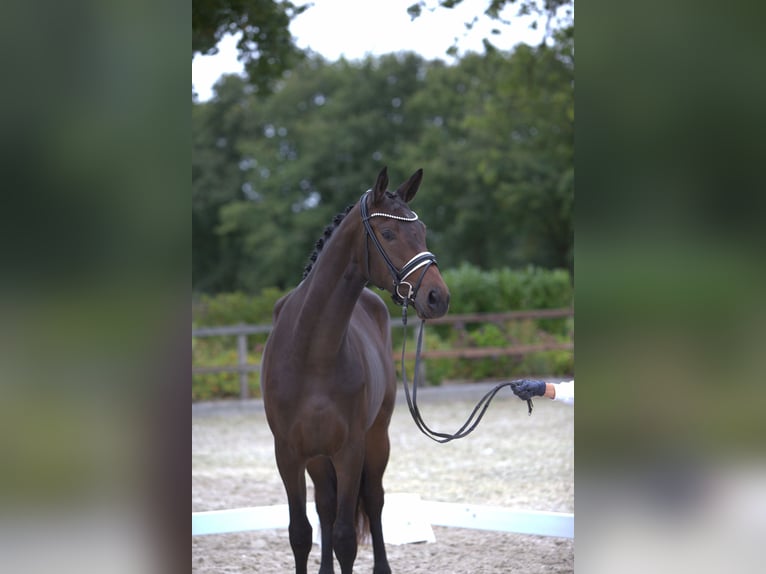Trakehner Mare 2 years 16,2 hh Brown in Postfeld