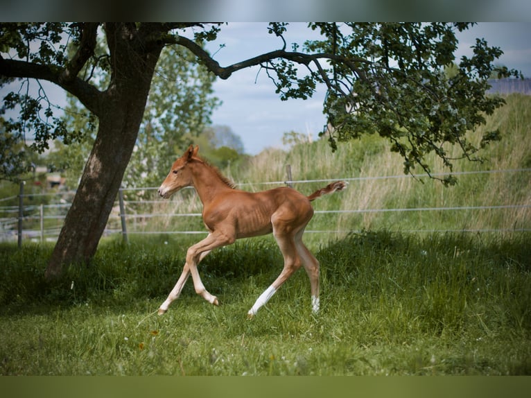 Trakehner Mare 2 years 16,2 hh Chestnut-Red in Limbach-Oberfrohna