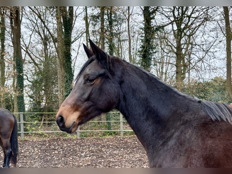 Trakehner Mare 2 years Bay-Dark in Bad Zwischenahn