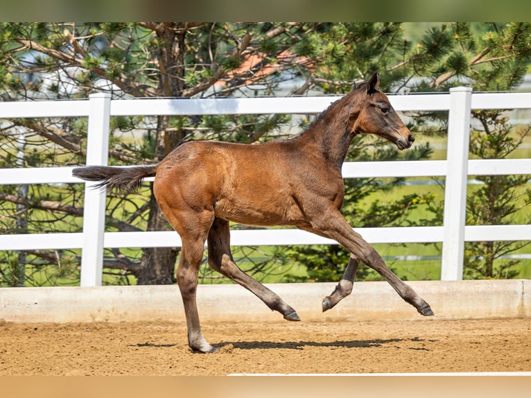 Trakehner Mare 2 years Brown in Wessobrunn