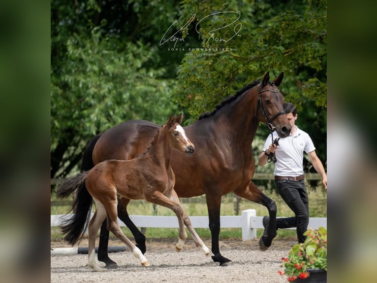 Trakehner Mare 2 years in Nottuln