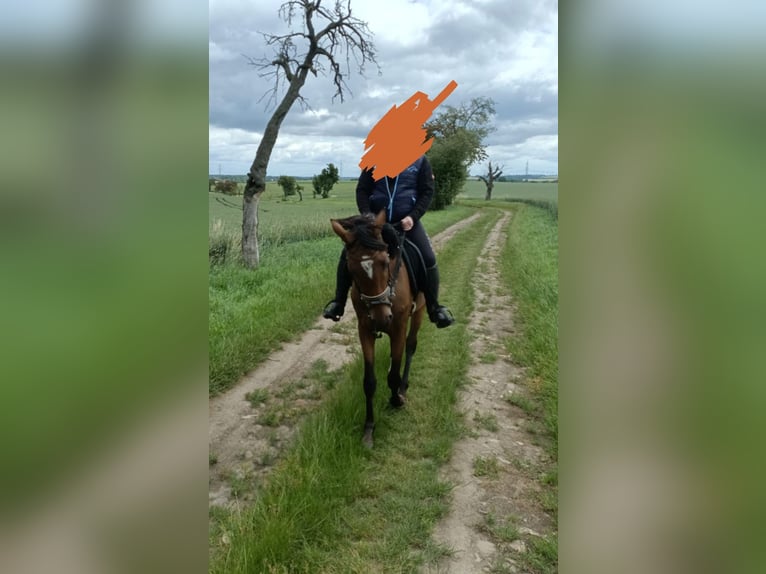 Trakehner Mare 3 years 15.1 hh Bay-Dark in Mügeln