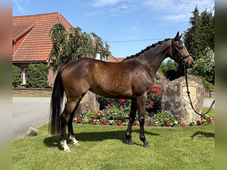 Trakehner Mare 3 years 15.1 hh Brown in Bispingen