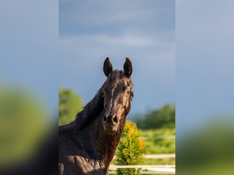 Trakehner Mare 3 years 15.2 hh Black in Straßwalchen