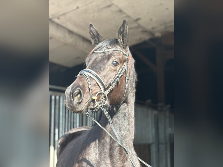 Trakehner Mare 3 years 15.2 hh Black in Herbstein