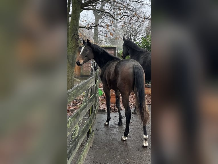 Trakehner Mare 3 years 15.2 hh Brown in Langenhagen
