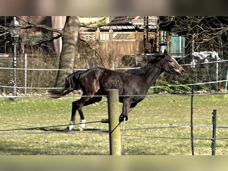 Trakehner Mare 3 years 15.2 hh Brown in Langenhagen