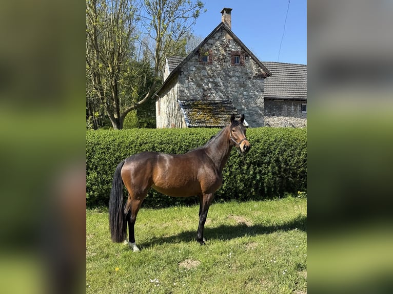 Trakehner Mare 3 years 15.3 hh Brown in Hergenrath