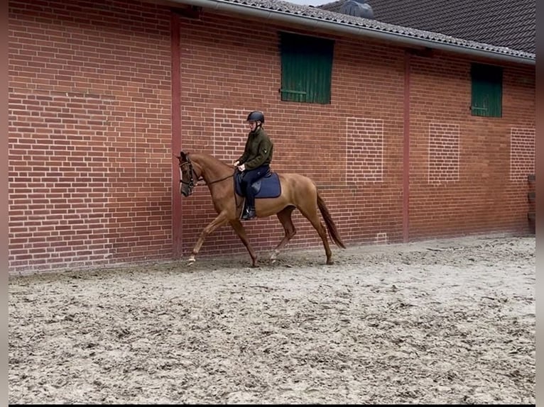 Trakehner Mare 3 years 15.3 hh Chestnut-Red in Freren